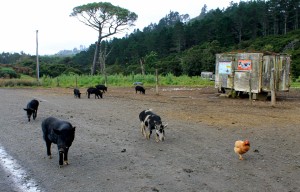 Coromandel, The 309 Road: Achtung freilaufende Schweine