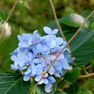 McLaren-Falls: Hier blühen die blauen Hortensien überall und zuhause war es immer ein Kampf, sie am blühen und in der Farbe zu halten. Die Natur ist hier so verschwenderisch - so schön!