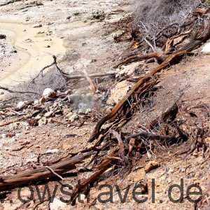 Neuseeland, Wai-O-Tapu: Holz, welches hier hinfällt verkohlt durch-die Hitze unter der Oberfläche