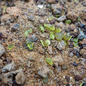 Galápagos, Floreana, Punto Cormorant, Peridot (Olivin) liegt an der Green Bay einfach so am Strand herum. Die Stücke sind zwischen 5 und 10 mm groß.