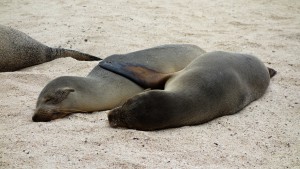Galápagos, San Cristobal: Kuscheln an der Playa Man