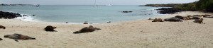 Galápagos, SanCristobal: Playa Man und Seelöwen wohin das Auge blickt