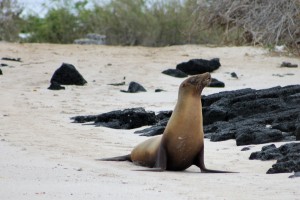 Galápagos, Isla Floreana, Post Office Bay: Die obligatorische Seelöwen-Begrüßung