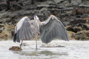 Galápagos, Isla Floreana, PostOfficeBay: Ein Graureiher zeigt sein Gefieder