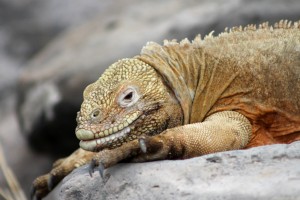 Galápagos, Santa Fe: Ein ziemlich fettes Exemplar eines Santa Fe Land Iguanas