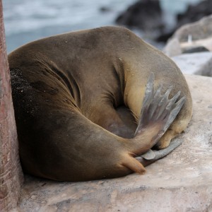 Galápagos, Santa Fe: Macht mal jemand das Licht aus, ich möchte schlafen