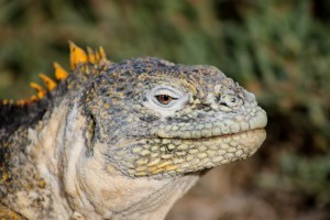 Galápagos, SouthPlaza: Eindrucksvoller Gesichtsausdruck des Land Iguana Männchens (erkennt man am gezackten Rückenkamm)