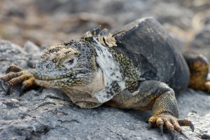 Galápagos, SouthPlaza: Ein Iguana in eindrucksvoller Pose und mit mächtigen Krallen. Gott sei Dank fressen die nur Grünzeug!