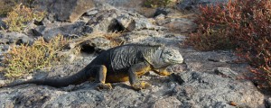 Galápagos, South Plaza: Gelb-grauer Land-Iguana
