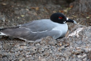 Galápagos, SouthPlaza: Die Galápagos Dove ist sehr schön an dem roten Augenring zu erkennen