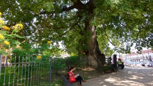 San Cristobal, Chiapa De Corzo: Um diesen Jahrhunderte alten Baum zu schützen wurde wegen seiner Wurzeln extra der Bürgersteig angehoben