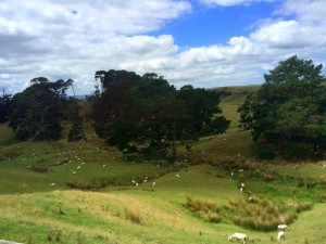 Neulich in Neuseeland: Irgendwo hier ist Hobbiton, wo die Hobbit wohnen