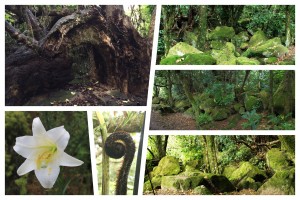 Coromandel: Impressionen vom Cathedral Cove Trail