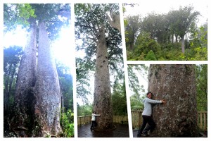 Coromandel, The 309 Road: Riesige Kauri Bäume im Kauri Cove Park
