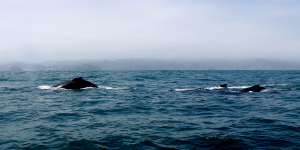 Wale, ein faszinierender Anblick