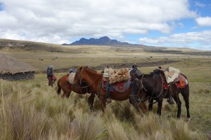 Cotopaxi Nationalpark - Auch die Pferde geniessen die Pause