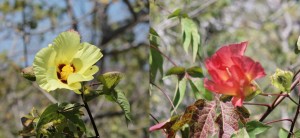 Galápagos, San Cristobal, Los Tijeretas: Die Farben der Blüten sind der Grund warum man keine gelben oder roten Sachen tragen sollte, wenn man von Insekten verschont bleiben möchte