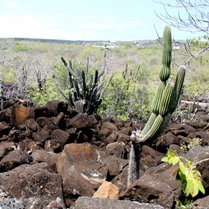 Galápagos, San Cristobal, Los Tijeretas: Lavabrocken wie von Riesenhand in die Landschaft gestreut