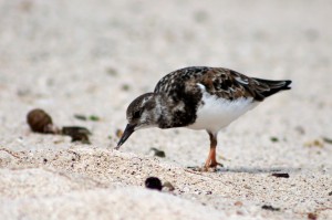 Galápagos, San Cristobal, Los Tijeretas: Und wieder ein seltsamer Vogel