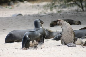 Galápagos, San Cristobal, Los Tijeretas: Seelöwen an der Playa Man