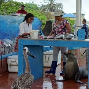 Pelikane und Seelöwen warten am kleinen Fischmarkt in Puerto Ayora darauf, das auch für sie etwas abfällt