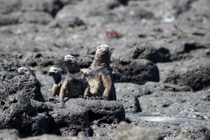 Galapagos, Santa Cruz, Tortuga Bay, Unsere ersten Marine Iguanas