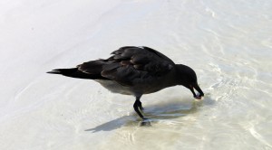 Galapagos, Santa Cruz, Tortuga Bay, Unser erstes Vogelfoto ( bleibt nicht das letzte ;-) )