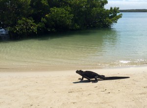 Santa Cruz, Tortuga Bay, Iguana am Badestrand