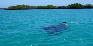 Galápagos, Santa Isabela, Tintoreros: Direkt vor uns fischt ein 4m Manta-Rochen nach Plankton und kleinen Fischen