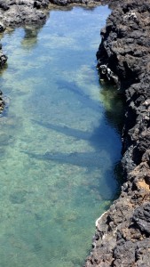 Galápagos, Santa Isabela, Tintoreros: Ruheplatz der Riffhaie nach der nächtlichen Jagd