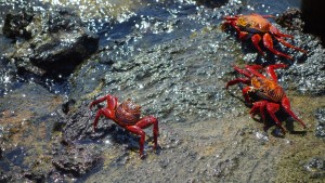 Galápagos, Santa Isabela, Tintoreros: Rote Klippenkrabben