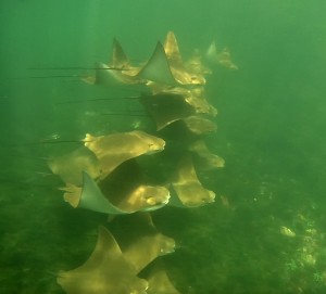 Galápagos, Santa Isabela, Tour Los Tuneles: Ein ganzer Schwarm brauner Stachelrochen. Wer kennt den genauen Namen?