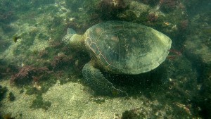 Galápagos, Santa Isabela, Tour Los Tuneles: Eine grüne Wasserschildkröte beim Fressen