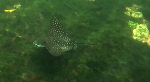 Galápagos, Santa Isabela, Tour Los Tuneles: Gepunkteter Stachelrochen. Wer kennt den genauen Namen?