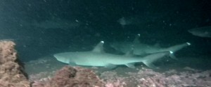 Galápagos, Santa Isabela, Tour Los Tuneles: Ein ganzes Rudel Weißspitzen-Riffhaie in einer Höhle