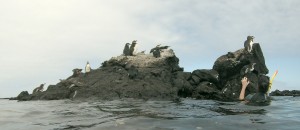 Galápagos, Santa Isabela, Los Tuneles: Die Galápagos Pinguine - Otti´s neue Lieblingstiere