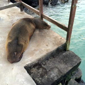 Santa Cruz, Las Grietas, Auch hier darf der Seelöwe nicht fehlen