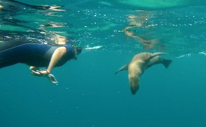 Galápagos, Rábida: Otti und ihr Seelöwe