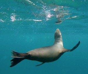 Galápagos, Rábida: Ein verspielter Seelöwe begleitete uns auf unserer Schnorcheltour