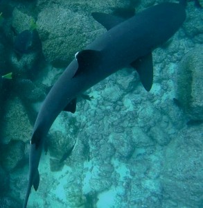 Galápagos, Santa Fe: Ein Weißspitzen-Riffhai zieht keinen Meter unter uns seine Runden