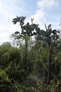 Galápagos, Santa Isabela, El Muro de las Lágrimas, the wall of tears, Mauer der Tränen: Eine Spezialität der Insel sind die baumbildenden Riesenkakteen