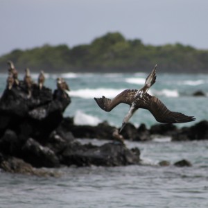 Galápagos, Santa Isabela, El Muro de las Lágrimas, the wall of tears, Mauer der Tränen: Ein Blaufusstoelpel im wagemutigen Sturzflug um Fische zu-jagen