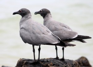 Galápagos, Santa Isabela, El Muro de las Lágrimas, the wall of tears, Mauer der Tränen: Galápagos Lava-Gull Paerchen