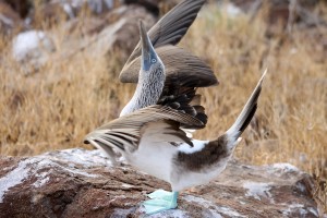 Galapagos, La Pinta, North Seymour: Werbendes Blaufußtölpel-Männchen (Sula nebouxii)