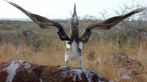 Galapagos, La Pinta, North Seymour: Blaufusstölpel-Männchen zeigt sich in voller Pracht dem anderen Geschlecht, aber uns nur seine Kehrseite