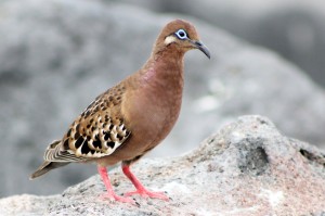 Galapagos, La Pinta, North Seymour: Galapagos Dove, Galapagostaube (Zenaida galapagoensis)