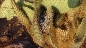 Galapagos, La Pinta, North Seymour: Mocking Bird Nest im Kaktus