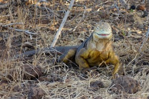 Galapagos, La Pinta, North Seymour: Unser erster Land-Iguana