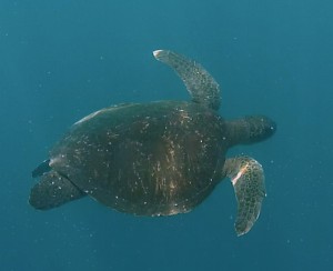 Galápagos, La Pinta, Santa Isabela, Punta Vincente Roca: Die Wasserschildkröte ließ sich durch uns Schnorchler nicht irritieren
