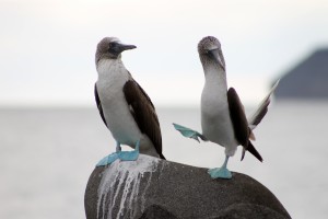 Galapagos, La Pinta, North Seymour: Werbendes Blaufußtölpel-Männchen versucht mit seinem Tanz seine Angebetete zu beindrucken (Sula nebouxii)